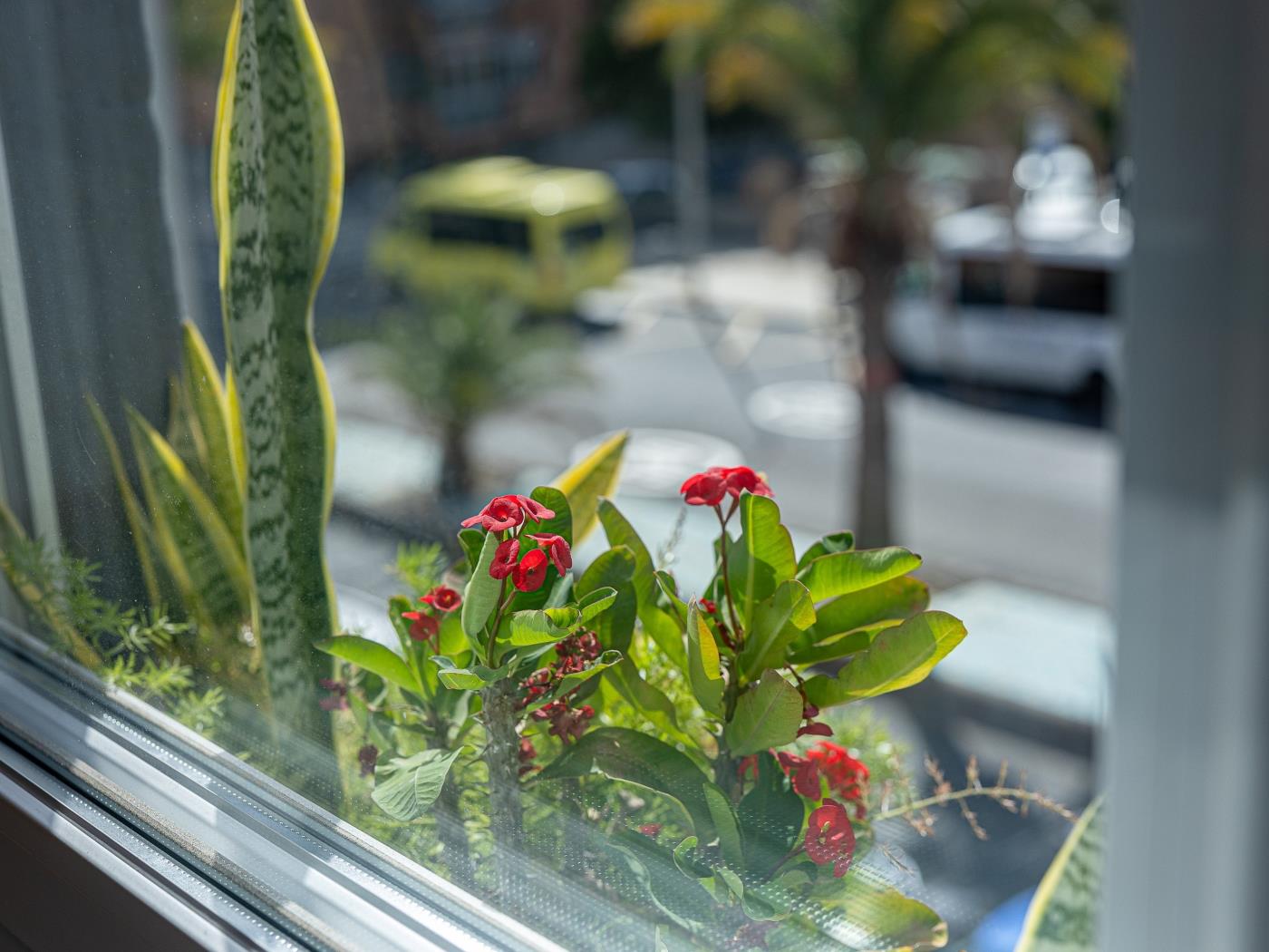 Bambú Suites Vegueta 4 Alquiler por Habitación en Las Palmas de Gran Canaria