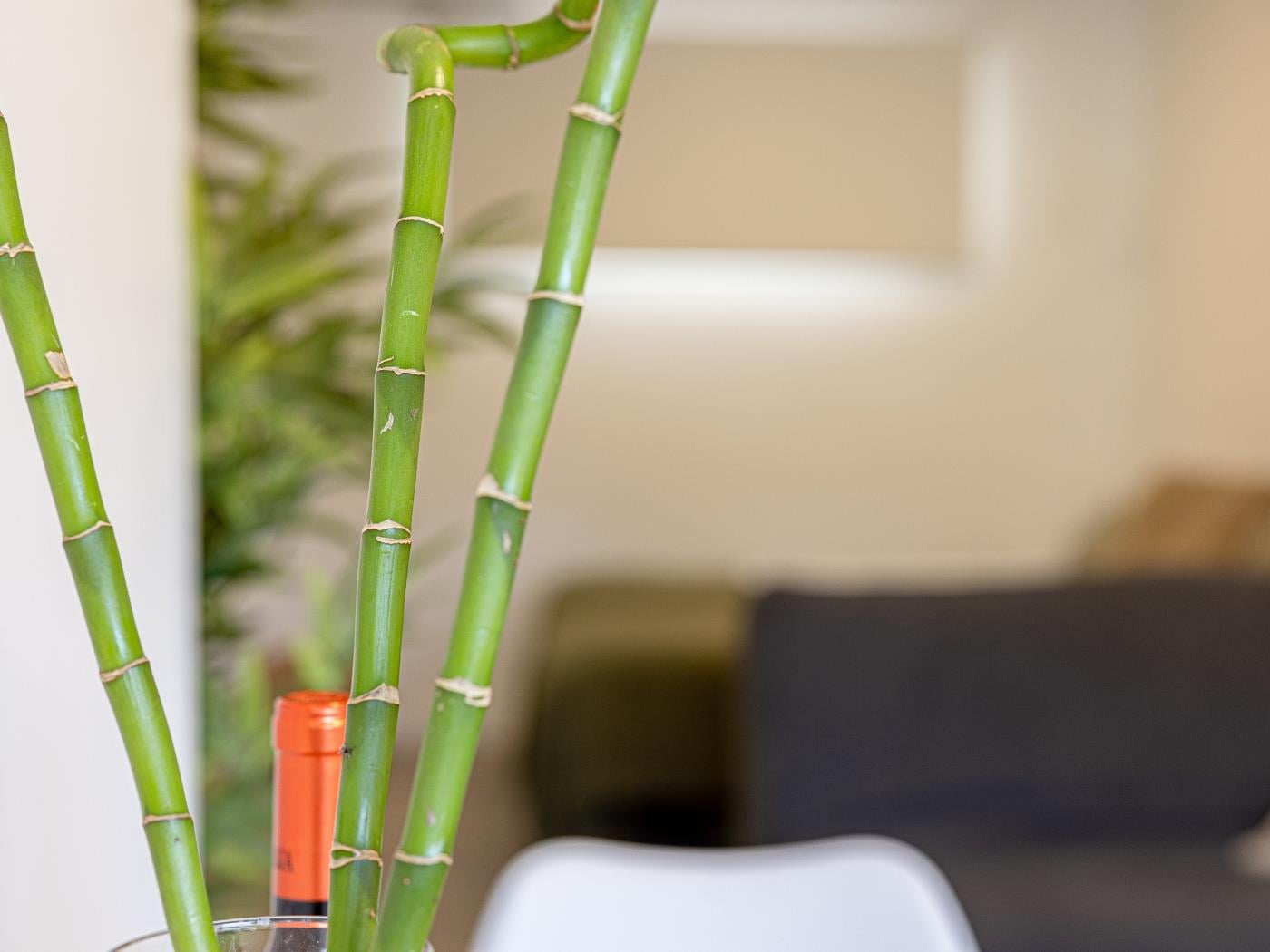 Bambú Suites Vegueta 4 Alquiler por Habitación en Las Palmas de Gran Canaria
