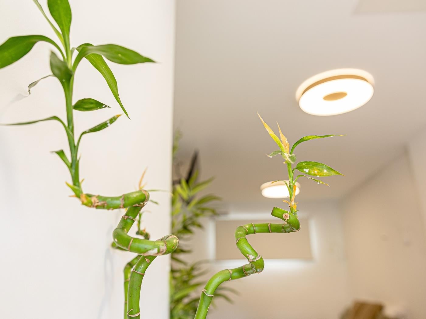 Bambú Suites Vegueta 4 Alquiler por Habitación en Las Palmas de Gran Canaria