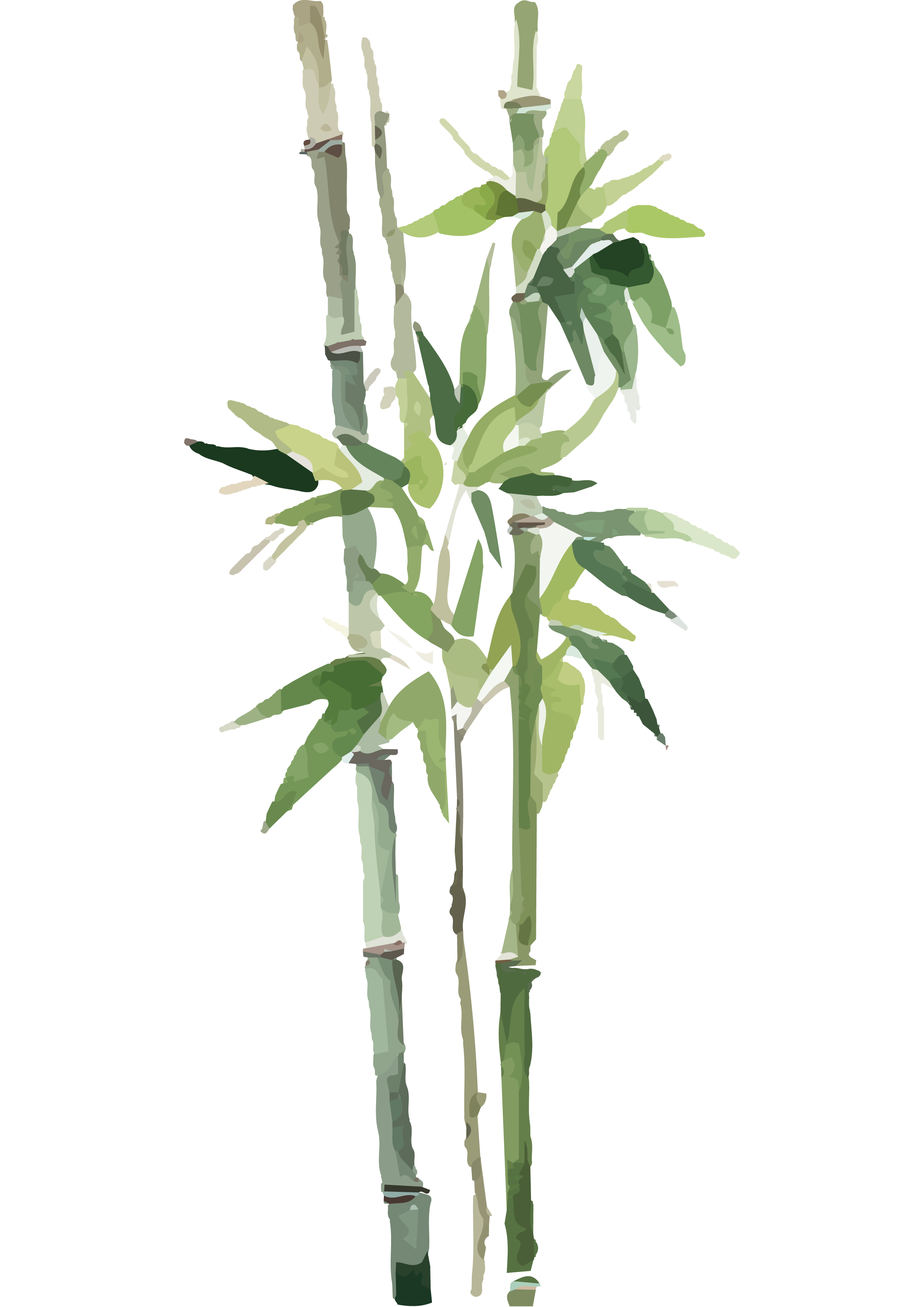 Bambú Suits Vegueta logo